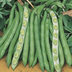 RHS Broad Bean Imperial Green Longpod seeds, large green pods.